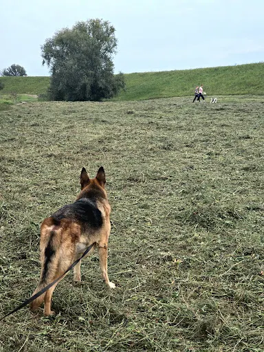 PiesKotliwie - trener psów, behawiorysta, zoopsycholog